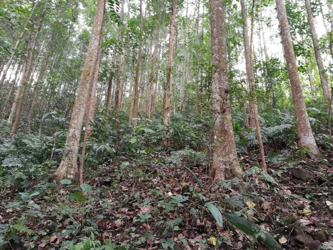 论文推荐 || 时人不识凌云木，密度调控始道高