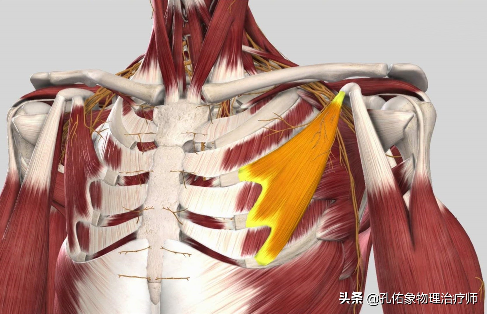 腰椎间盘突出的朋友，为何反复治不好？手术就能解决？告知您内幕