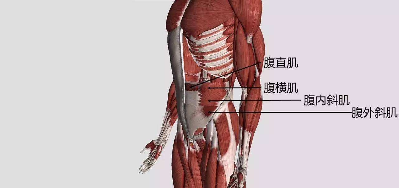 想腰间的赘肉少一点？多练练腹外斜肌吧！