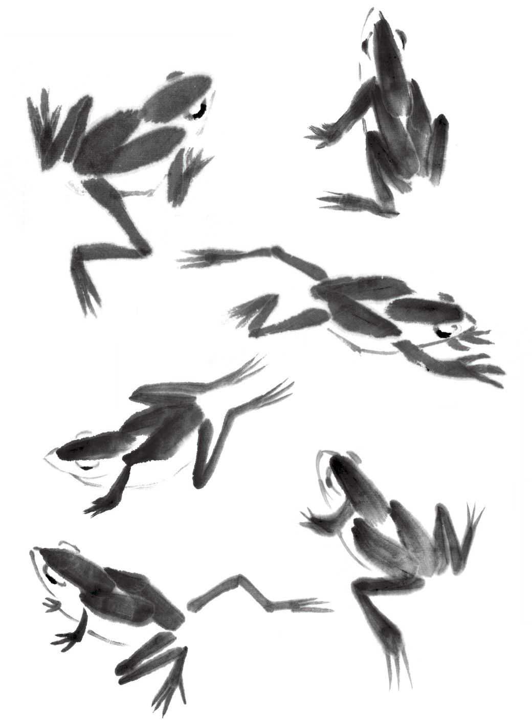 零基础国画教程:分步骤讲解青蛙三种基本画法,简单易学,快临摹