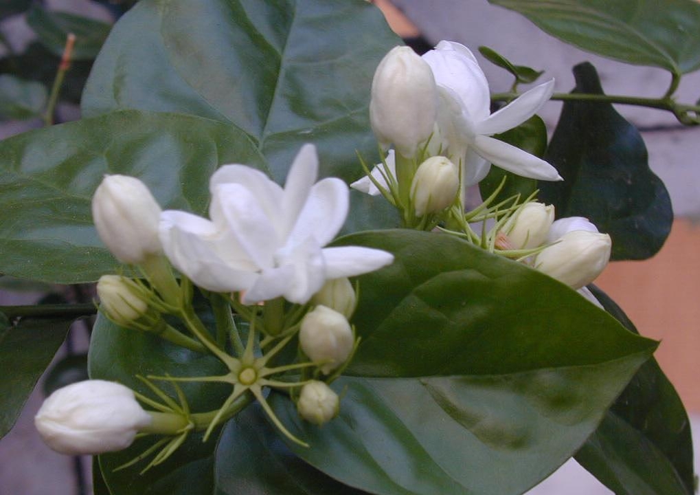 茉莉的养殖方法和注意事项（关于茉莉的养殖小方法）