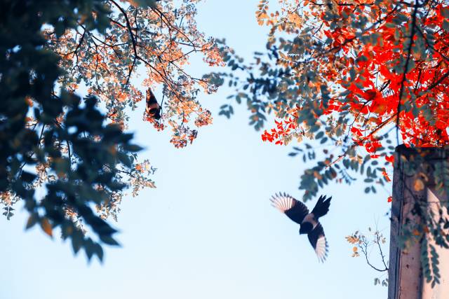 神奇动物在哪里？这些大工校园里的神奇动物你们见过哪些呢？