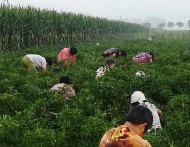 上市就被抢购一空，生产能力超高，最新高科技水溶肥来了