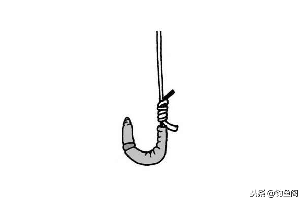 蚯蚓被称为“万能钓饵”，可你真的会用吗？挂钩技巧也有讲究