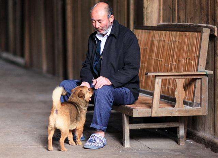 十大适合家庭饲养的中型犬推荐，兼顾温顺性、适应力与陪伴性