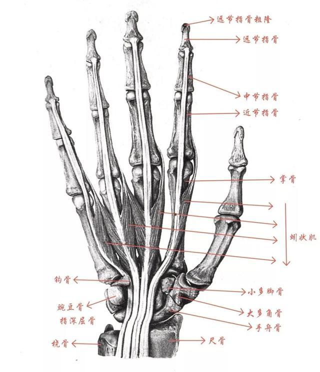 手部如何画？新手入门画手部的技巧