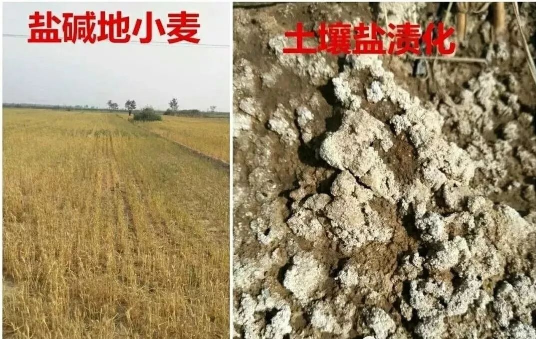 小麦茎基腐病（小麦茎基腐病的原因及防治措施）