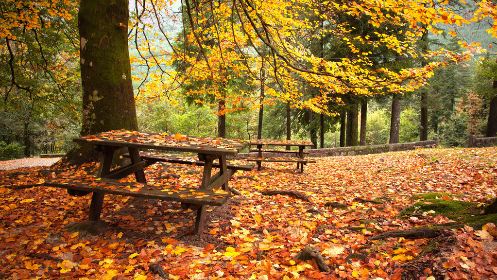 满地落叶的唯美诗句3
