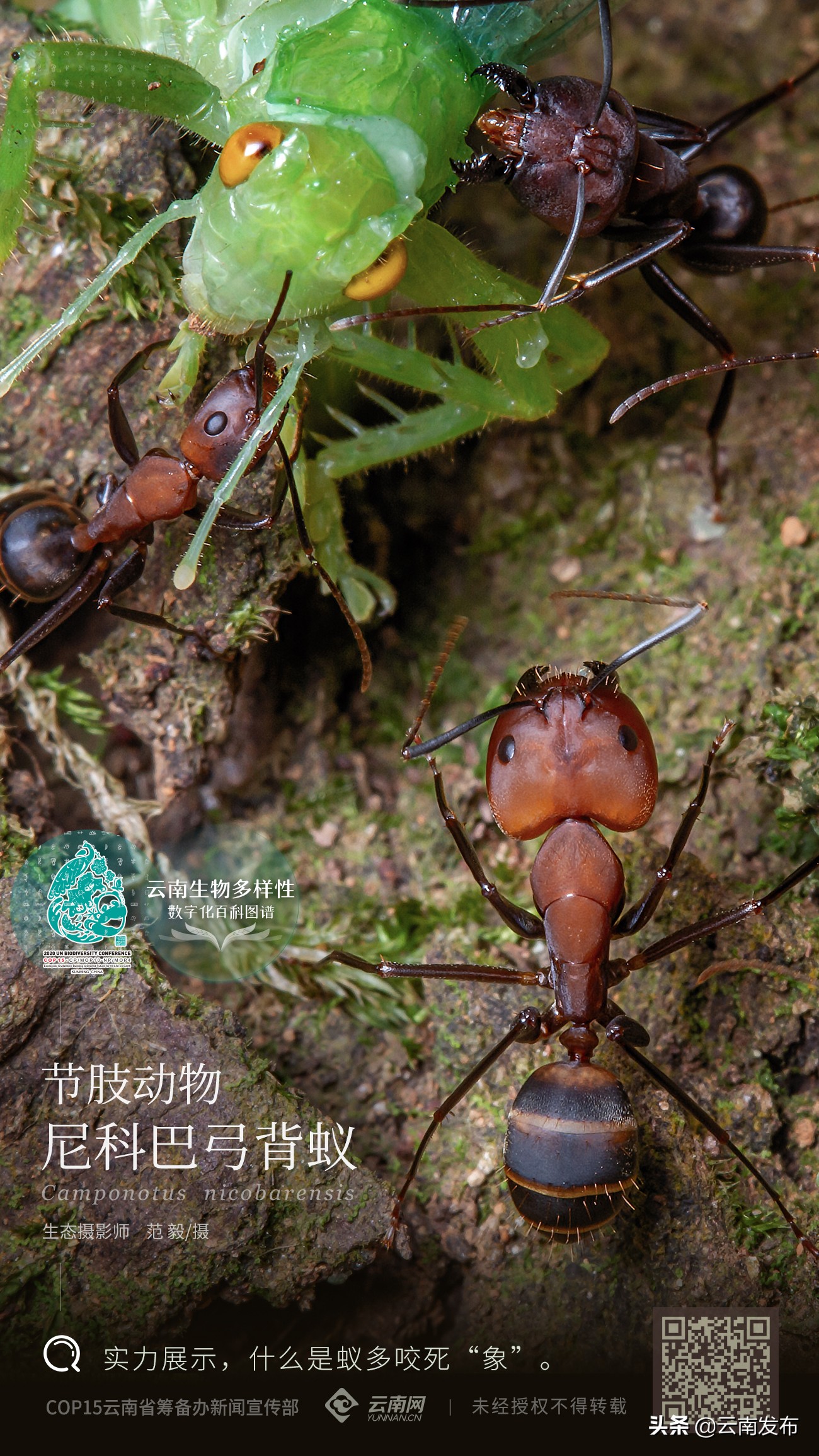 尼科巴弓背蚁一只蚁后怎么养经验分享「科普」 -骁龙网