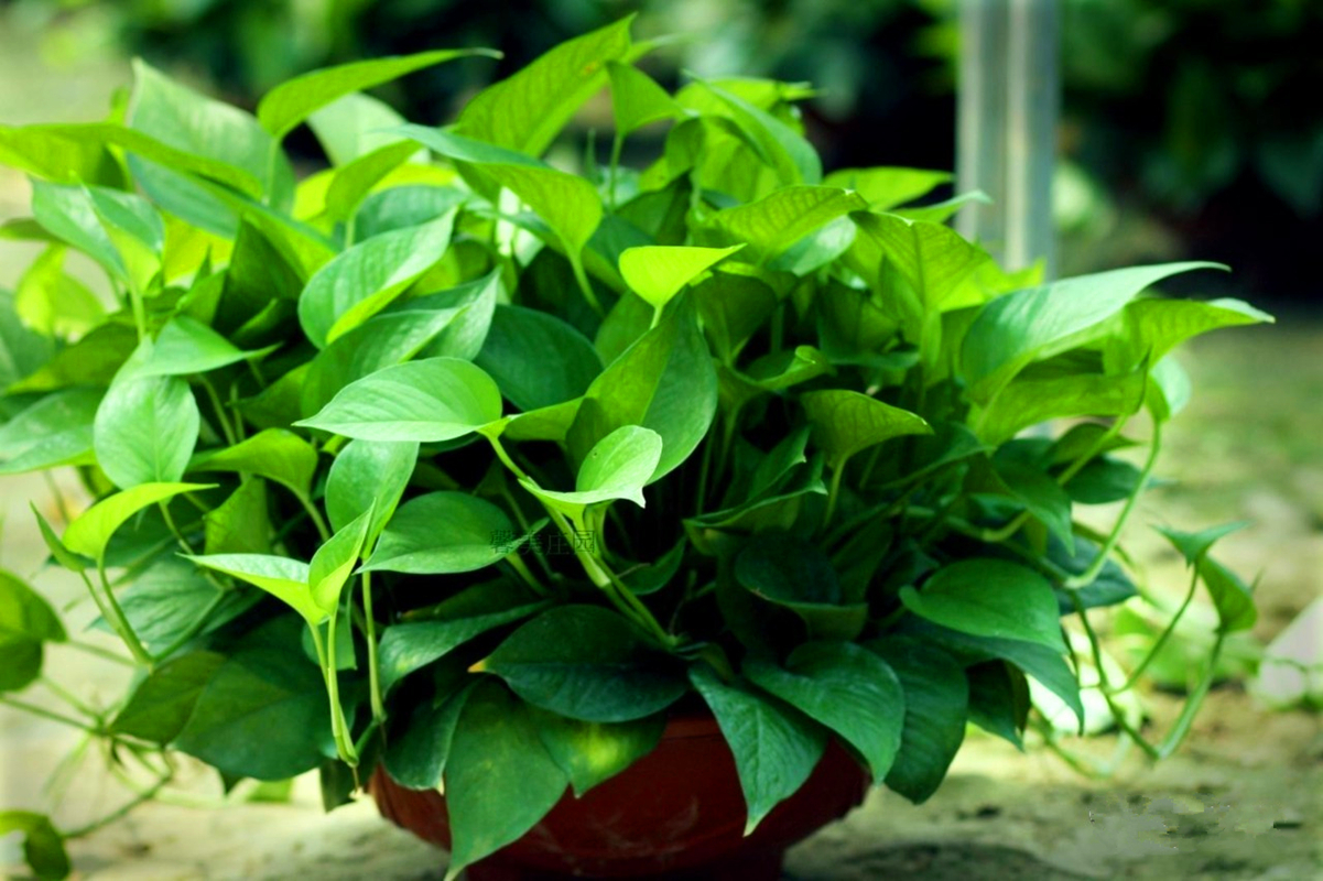 5种“健康花”，客厅一放大气高档，毒气吸光，养人家又旺