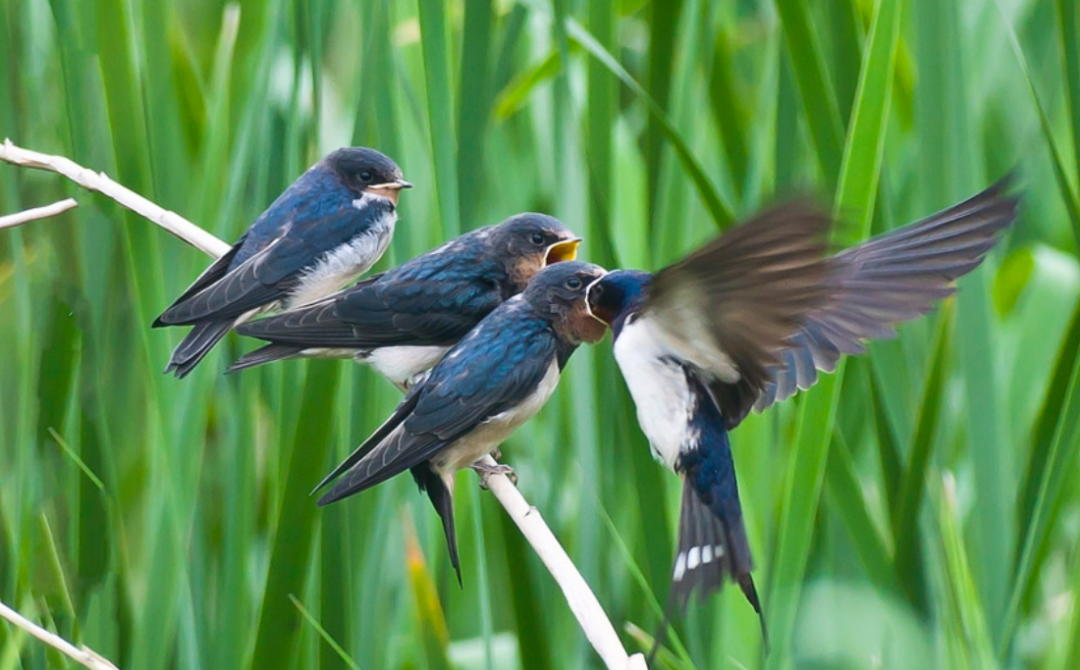 雨燕连交配和睡觉都不落地?一生飞行路程和地球到月球距离差不多