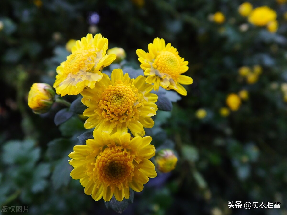 风雨菊花诗词四首赏读：寒枝带雨开仍艳，晚节凌霜赏未迟