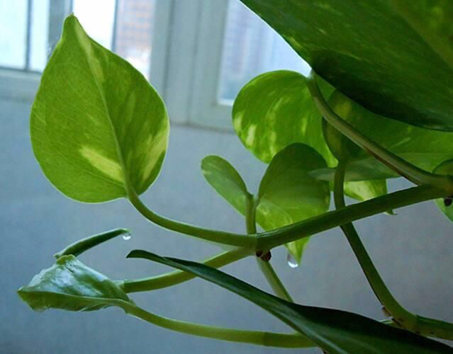养绿萝怎样长得快？5个“小细节”，3个月长出2米长，叶绿气根多