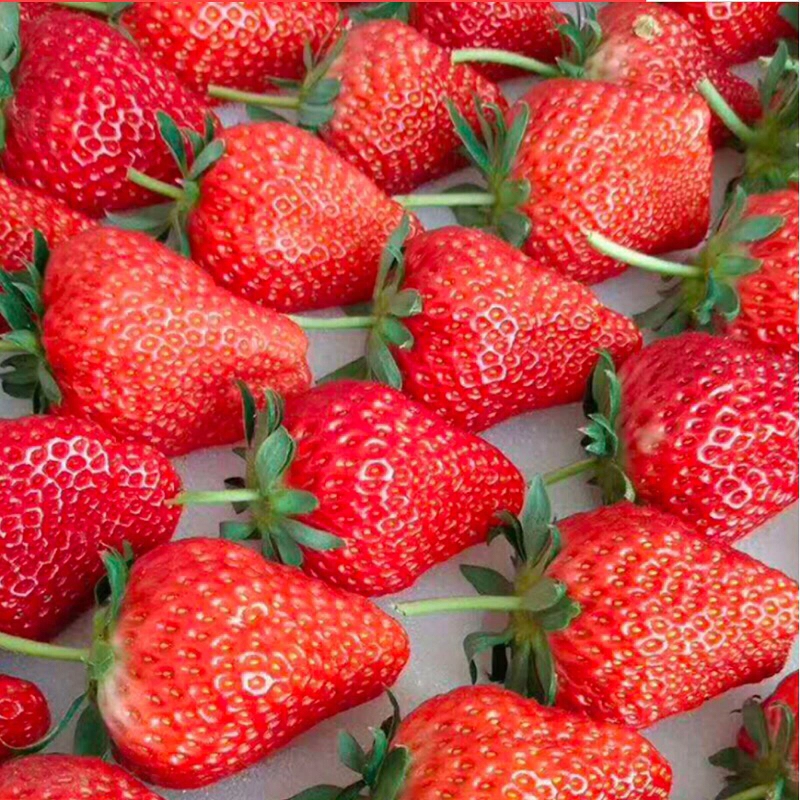 温室草莓畸形果多，到底是怎么了？更换品种，刘哥喜笑颜开