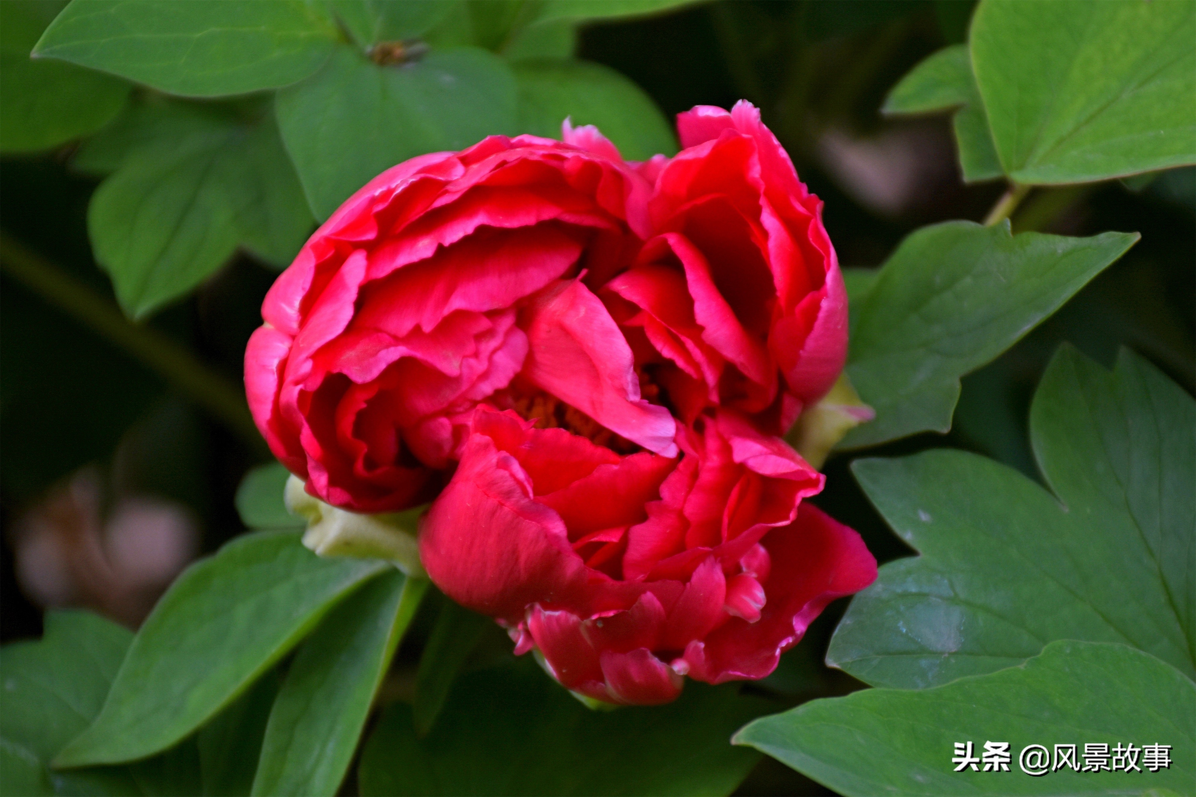 洛阳牡丹花会大幕开启，有的公园免门票，完整价格看这里