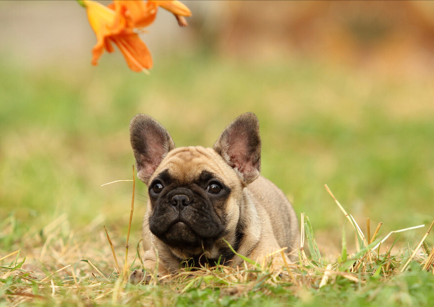 常见的中、小型宠物犬，大概多少钱一只？