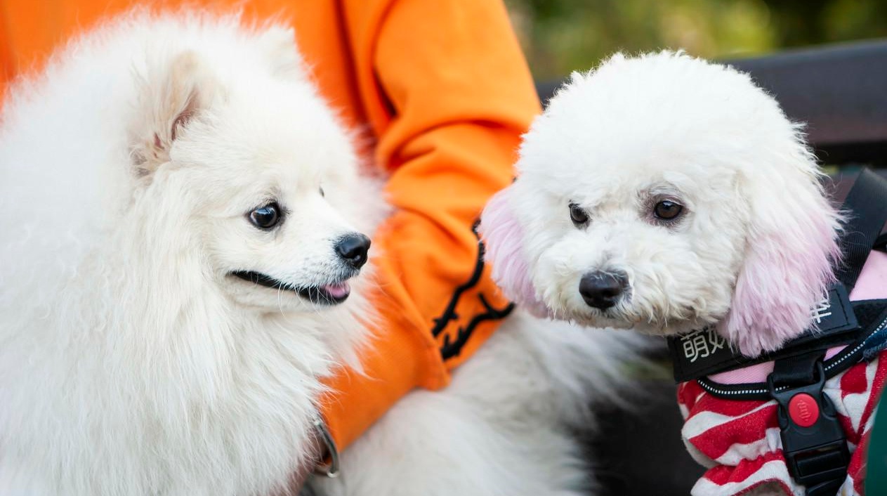 比熊犬：可以说是最好养的犬种之一，养一只不后悔