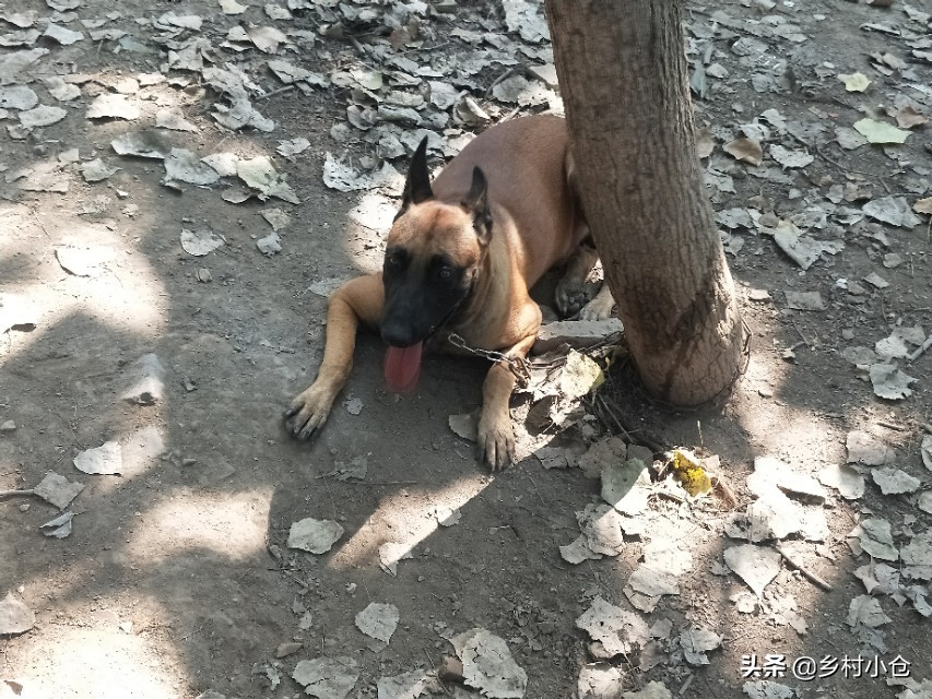 中亚猎狼犬，高狼，东北虎，比特等各种猛犬，农村狗市应有尽有