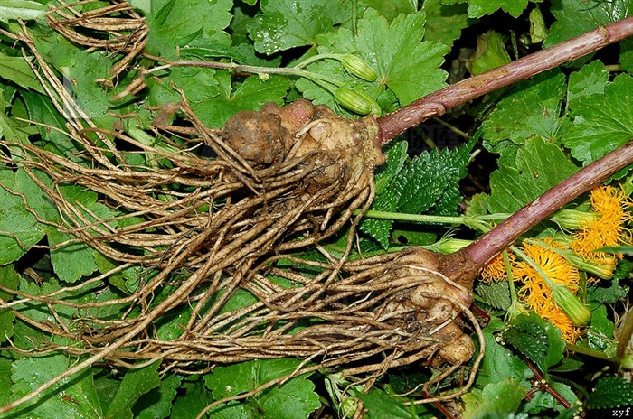 菊叶三七,见过吗?能散瘀止血,解毒消肿