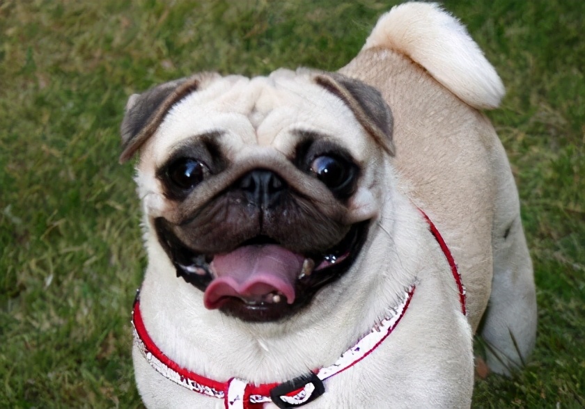 巴哥犬市场价多少钱一只?