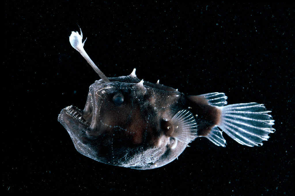 深海醜魚圖片(美國加州海灘發現罕見醜魚)