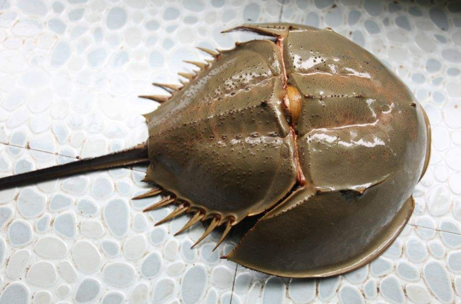 中华鲎,一个拥有蓝色血液的奇特生物,它何时可不再成人类口中餐