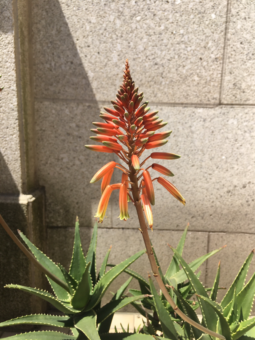 植物芦荟会开花吗（记住4个要点芦荟开出红火富贵花）