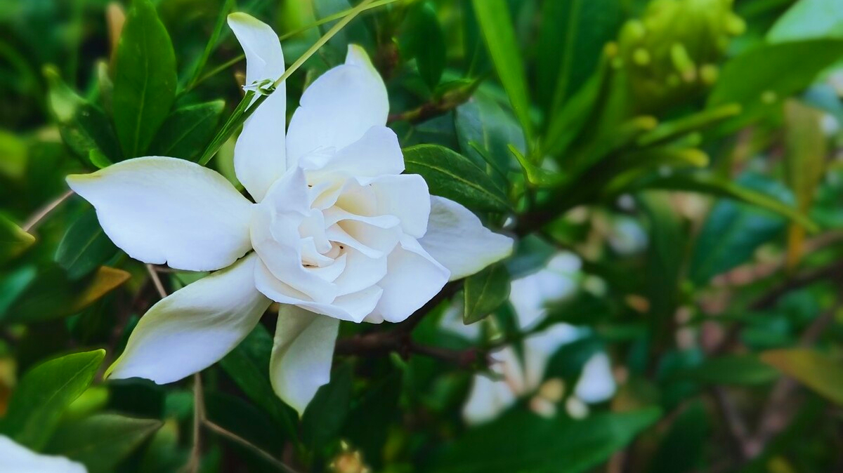 暑日炎炎，四首栀子花的古诗送给你，见此花闻此香，感受一季清凉