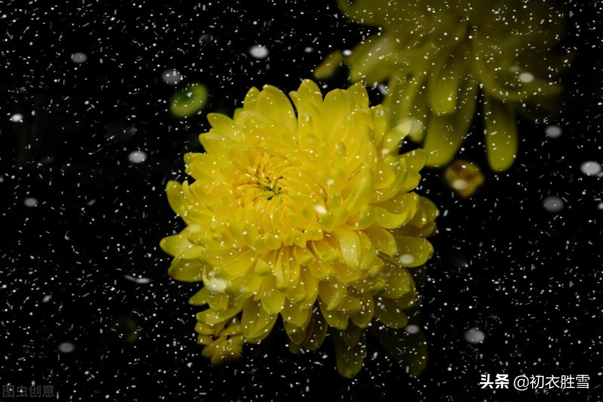 ​菊花雨，犹恋黄花雨后香——秋雨菊花美诗五首