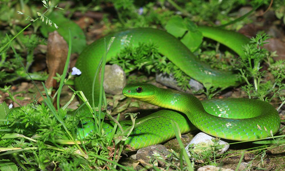 这个全身布满绿色的小家伙,可不是福建人最害怕的竹叶青,而是翠青蛇的