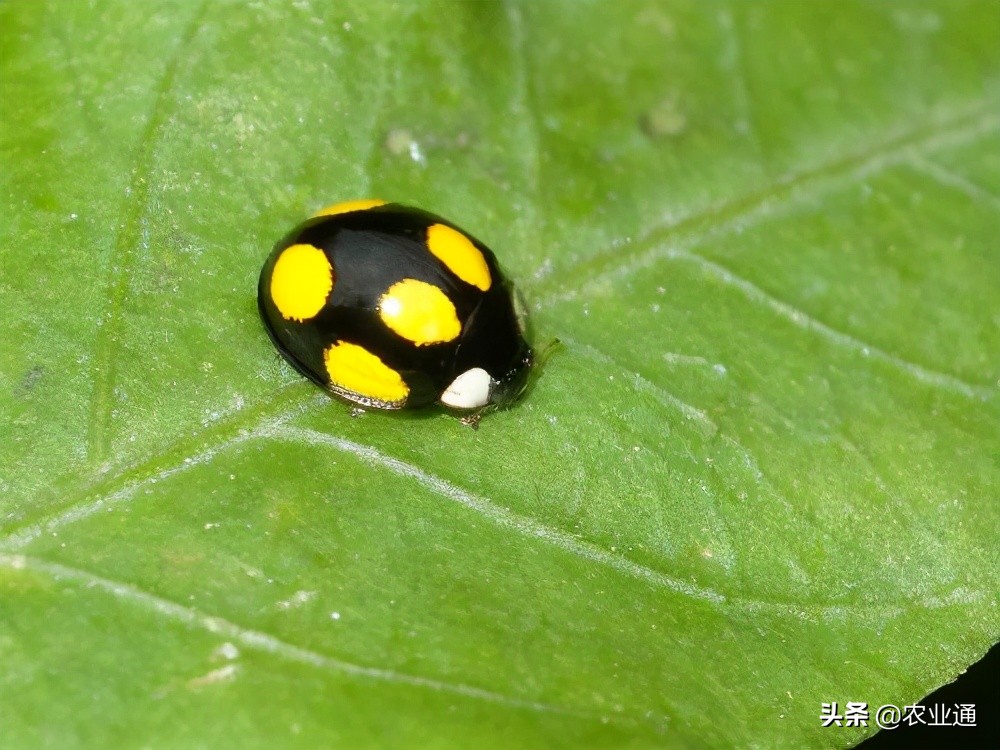 七星瓢虫简介（瓢虫种类知多少利害一定要清楚）