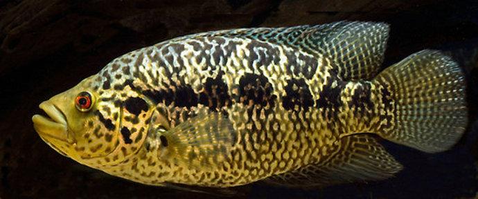 野外泛滥的入侵物种,淡水石斑鱼,到底是何方神圣?