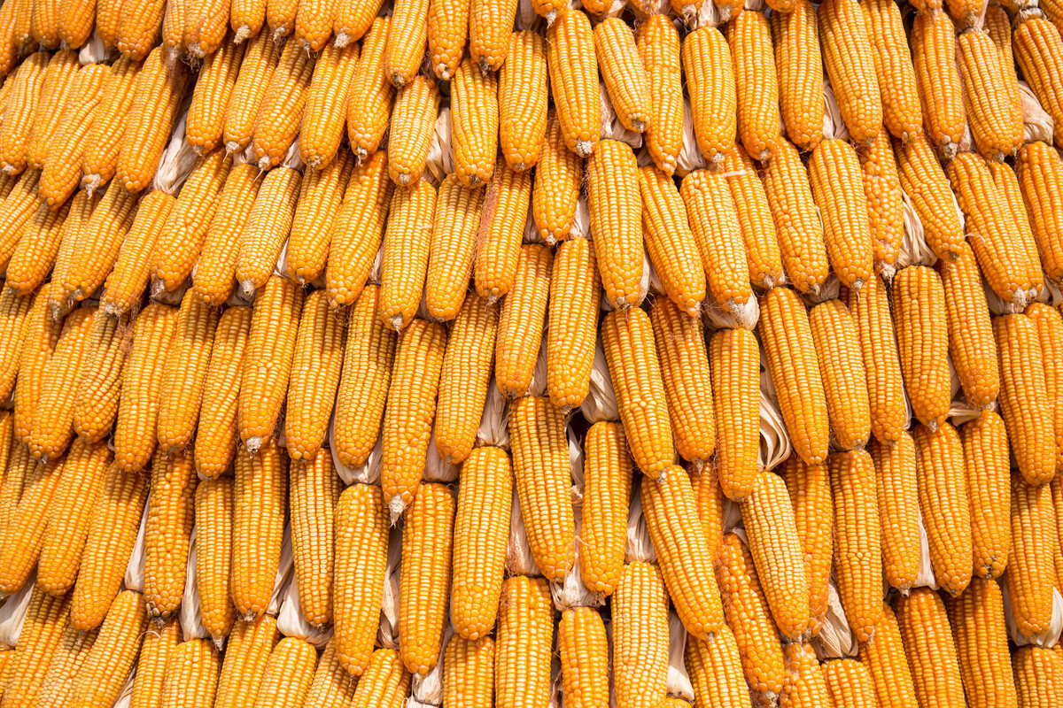 玉米这波落价有多“可怕”？未来还能否上涨？11月15日玉米价格