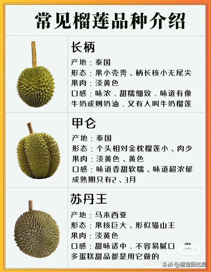 9种常见的榴莲品种介绍