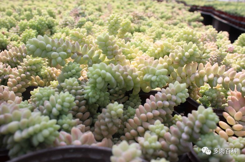 多肉植物新玉缀养护小知识!