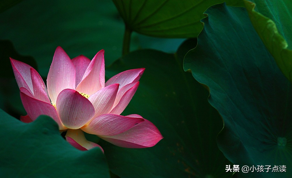 畅意造句和解释_畅意的例句有哪些 - 小孩子点读