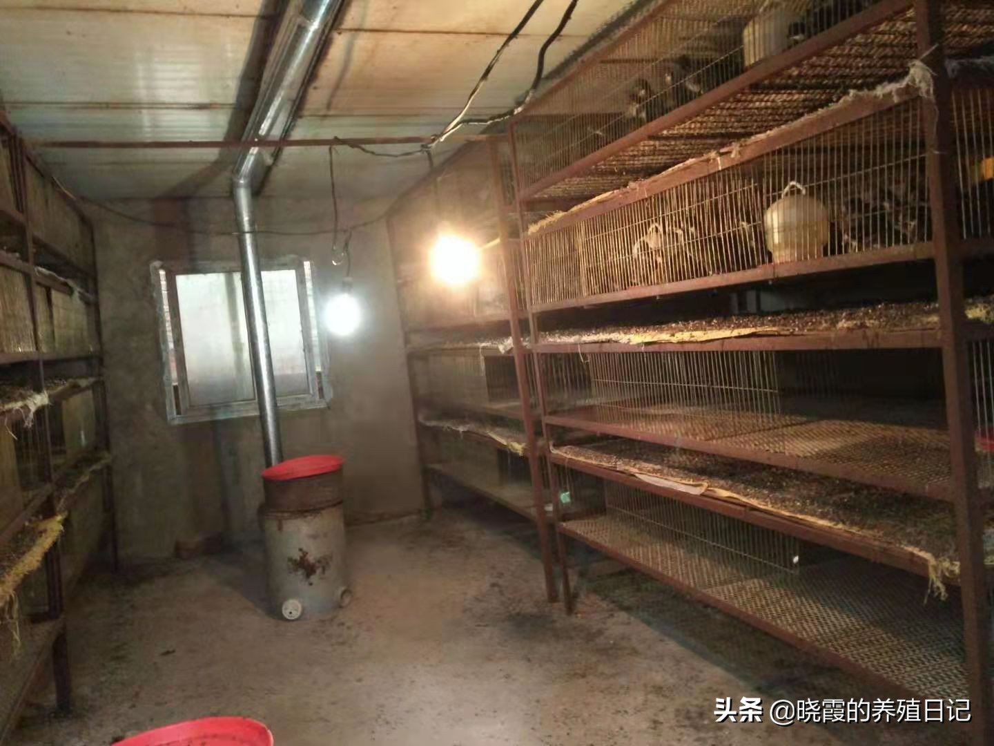 散養雞技術,