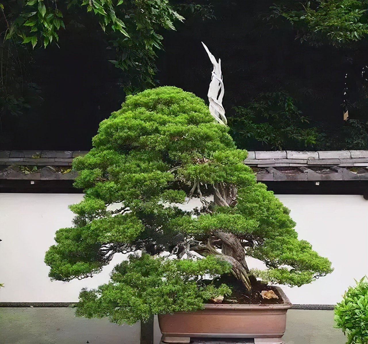 4,千代松千代松盆景和日暮外形有点相像,两者的名气也是不相上下,千代