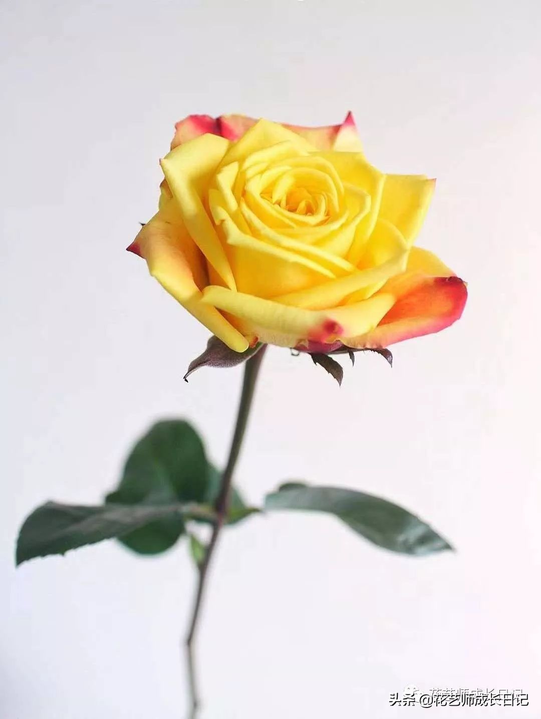 黄玫瑰品种大全图解图片