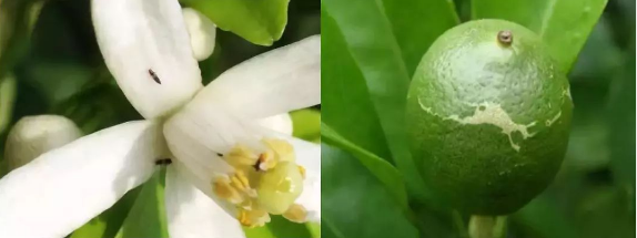 多種原因導致的花皮果,可以從幼果開始預防