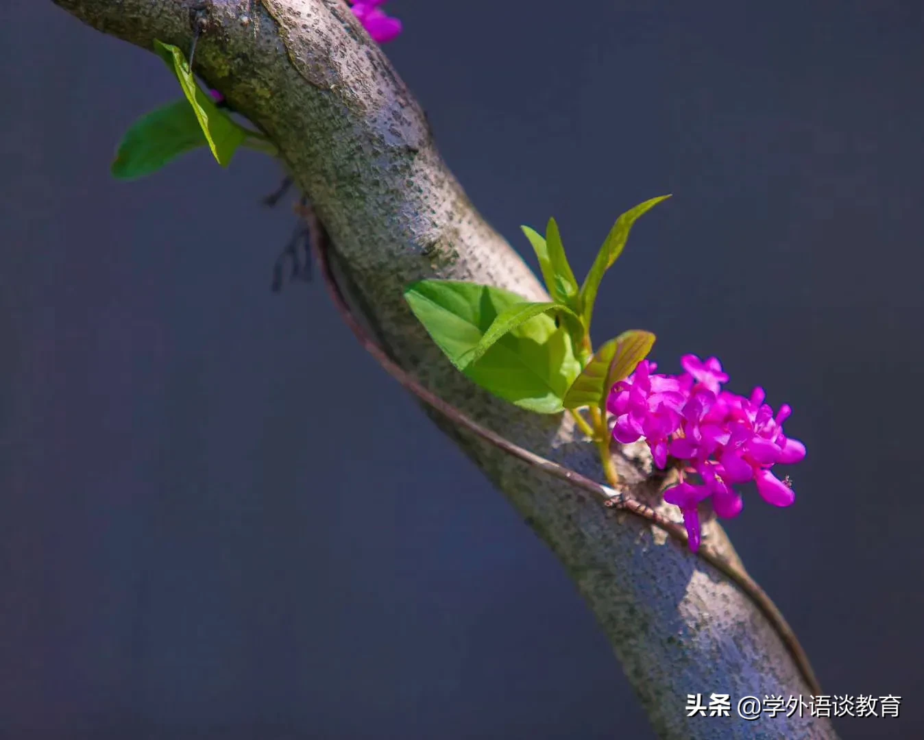 标点符号顺口溜,一看就懂,一学就会