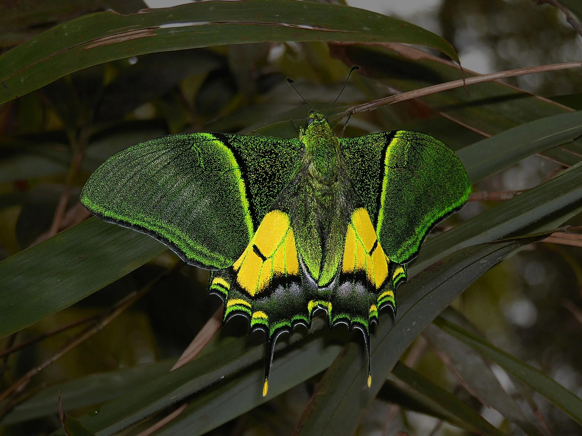 盘点属于国家保护动物的昆虫国家保护动物昆虫类