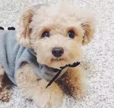 纯种泰迪犬怎么分辨