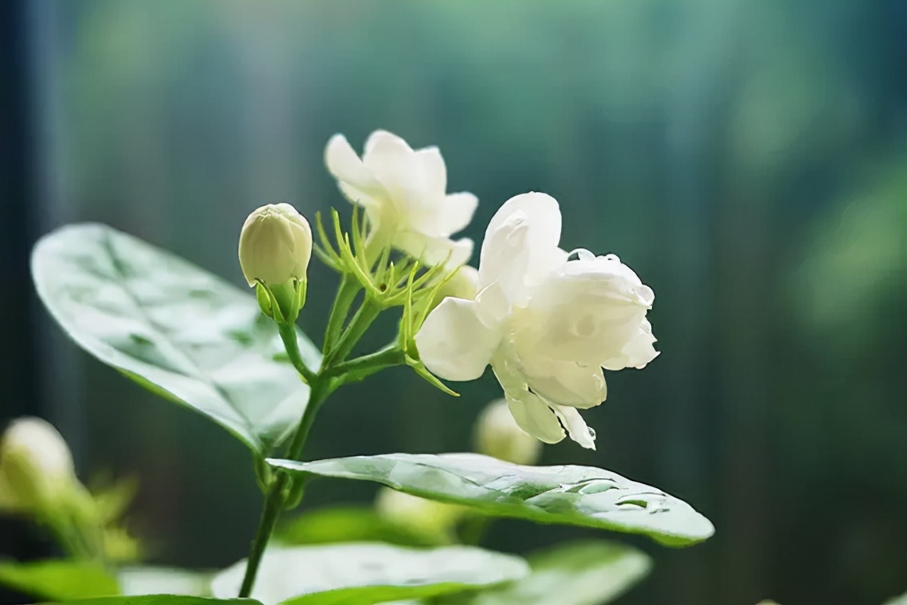 秋天，好在还有这一杯茉莉花茶