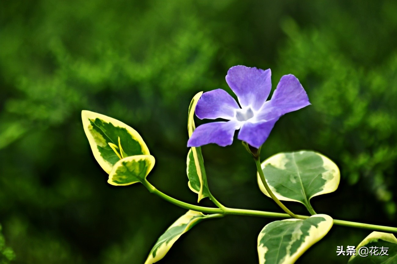 花叶蔓长春花养殖方法（详解花叶蔓长春的养殖小妙招）