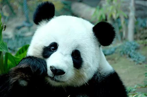 熊猫的特点和外貌描写生活特征