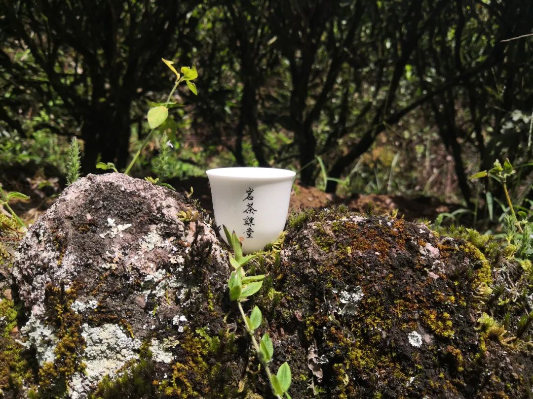 岩茶圈的顶流！一斤10W的牛栏坑肉桂，贵的是茶，还是牛栏坑？