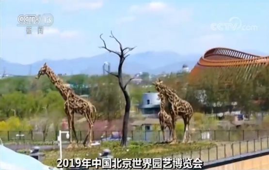 什么树最高？什么树会“武术”？植物也有大智慧