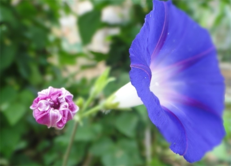 揭秘牵牛花的花语（详解牵牛花代表的意思）