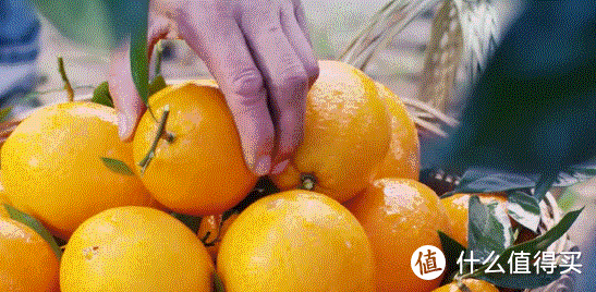 ”爱媛38“ 打造精致口感，它比椪柑更甜 juicy得像果冻一样。